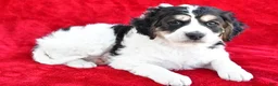 Mixed Breed dogs for sale: Colleen - Ad 3