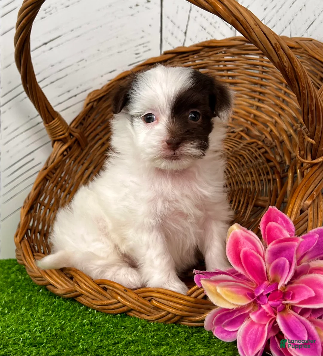 Havapoo dogs for sale: Mitzi - Ad 1