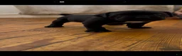 Cane Corso dogs for sale: Roxy - Ad 1