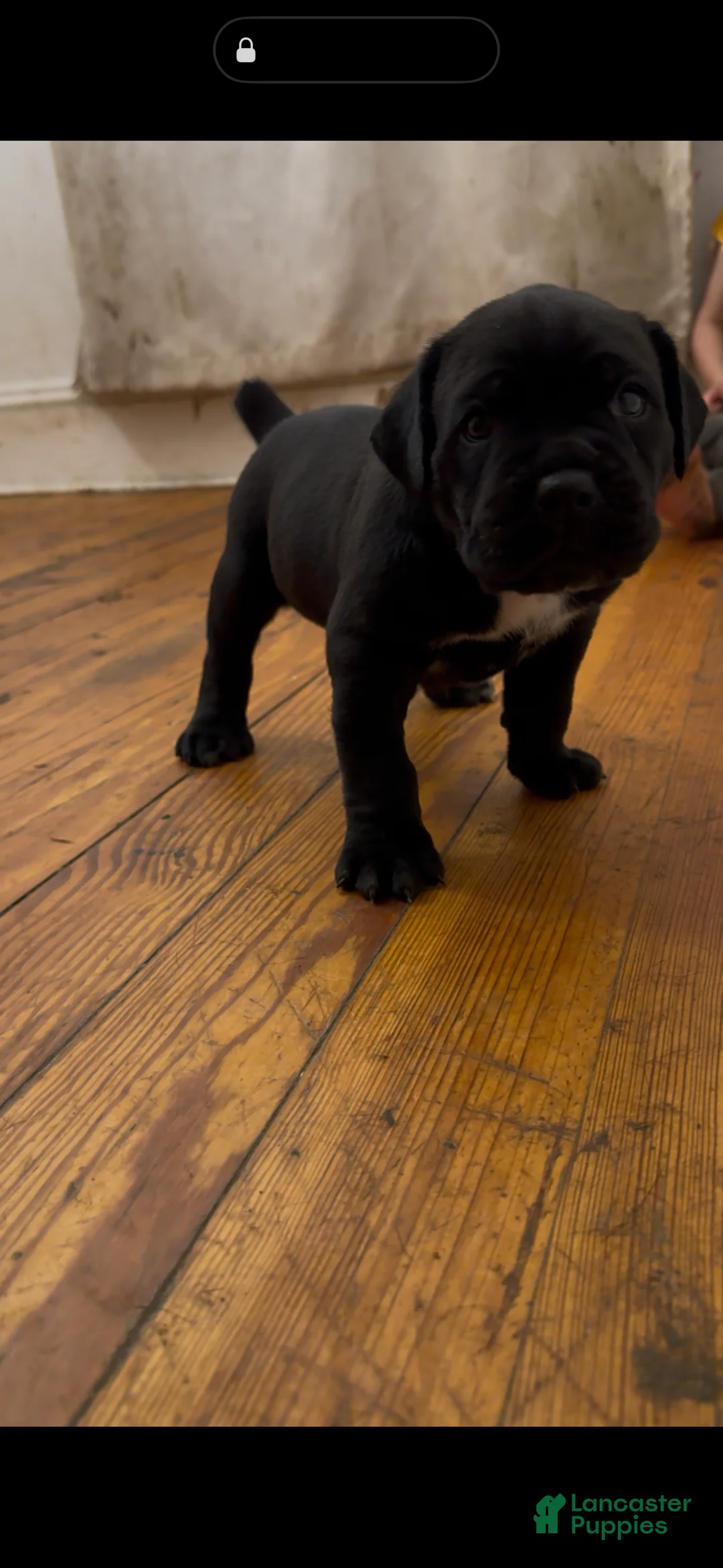 Cane Corso dogs for sale: Roxy - Ad 1