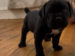 Cane Corso dogs for sale: Roxy - Ad 3