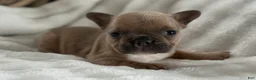 French Bulldog dogs for sale: Wilder - Ad 20