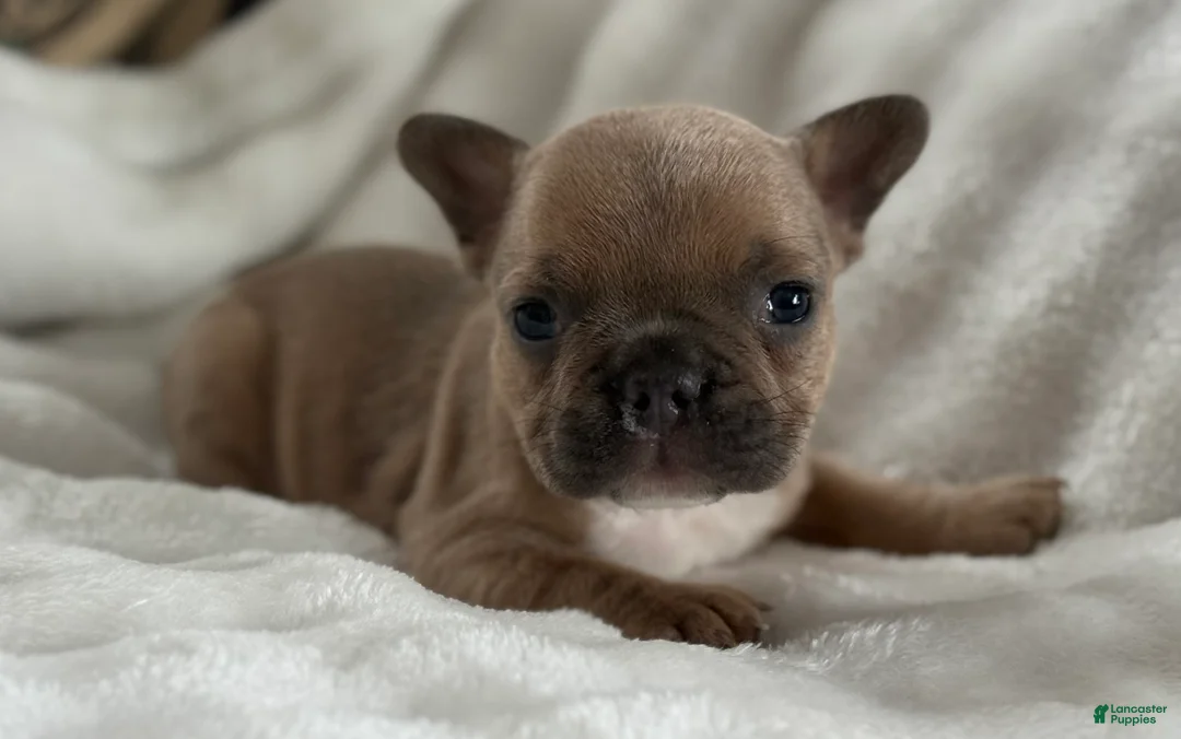 French Bulldog dogs for sale: Wilder - Ad 20