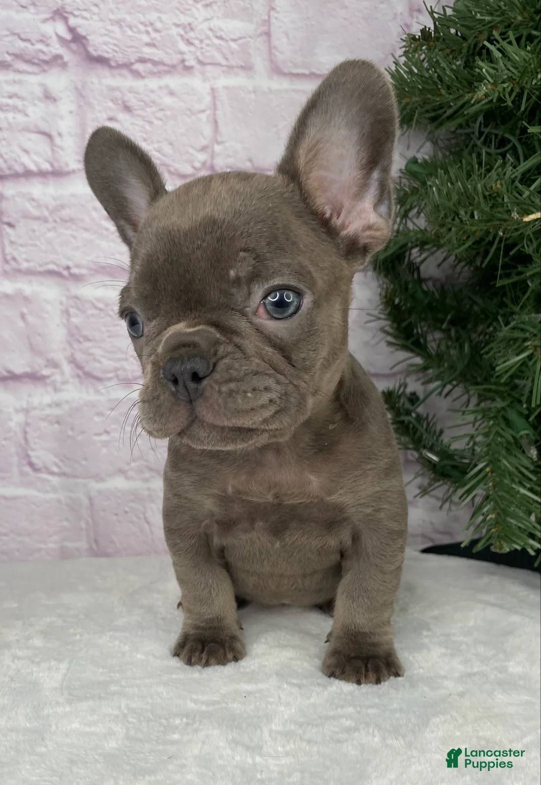 French Bulldog dogs for sale: Paisley  - Ad 5