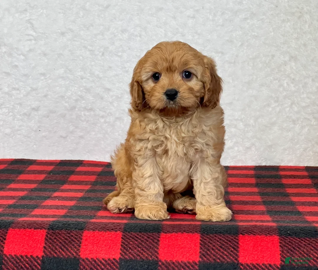Cavapoo dogs for sale: Callie - Ad 7