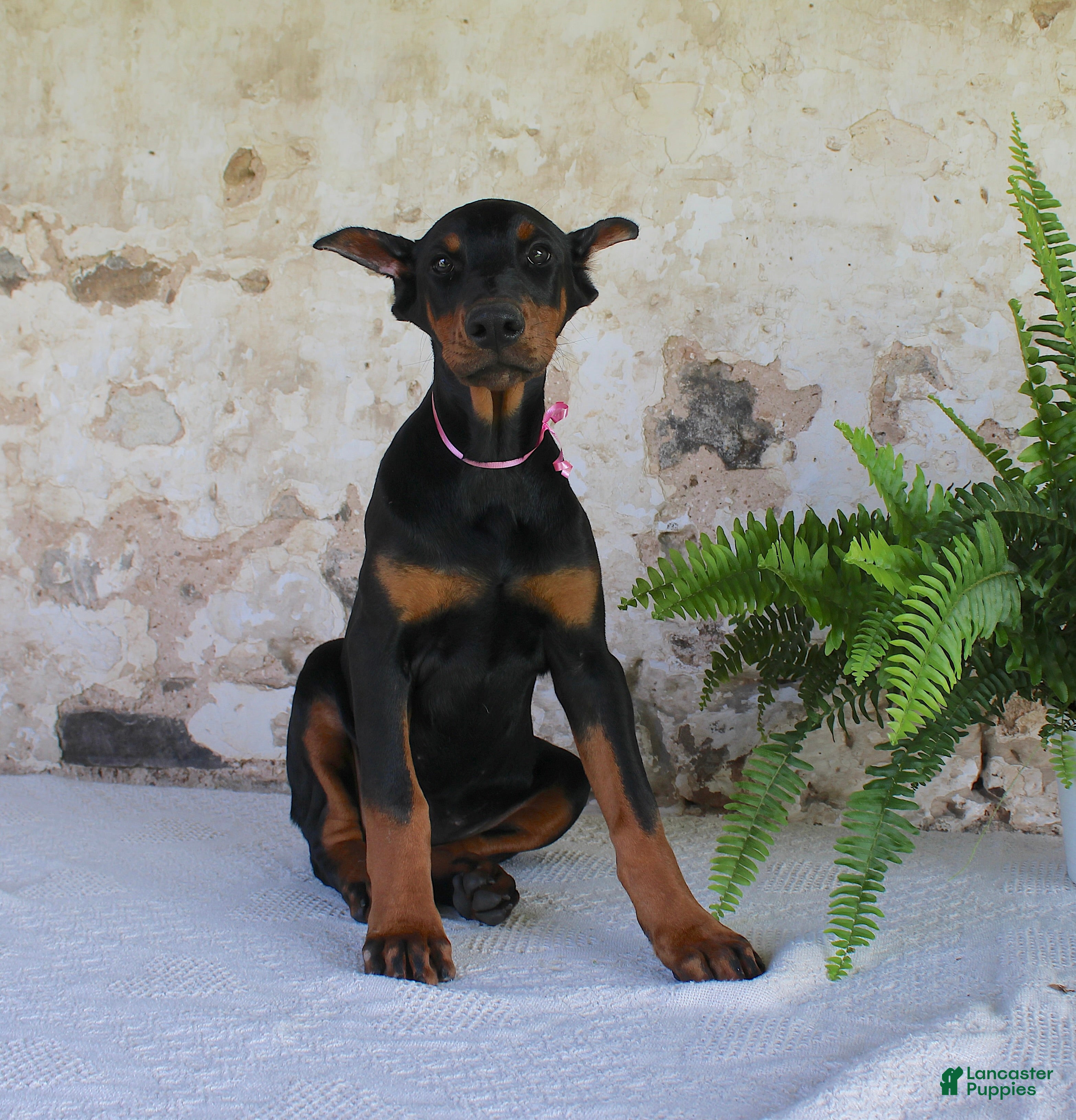 Doberman Pinscher dogs Sheila - Ad 2