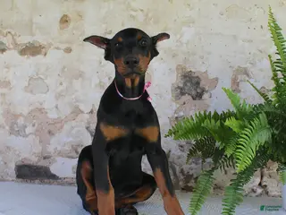 Doberman Pinscher dogs Sheila - Ad 2