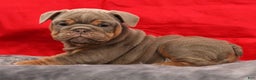 English Bulldog dogs for sale: Simone - Ad 6