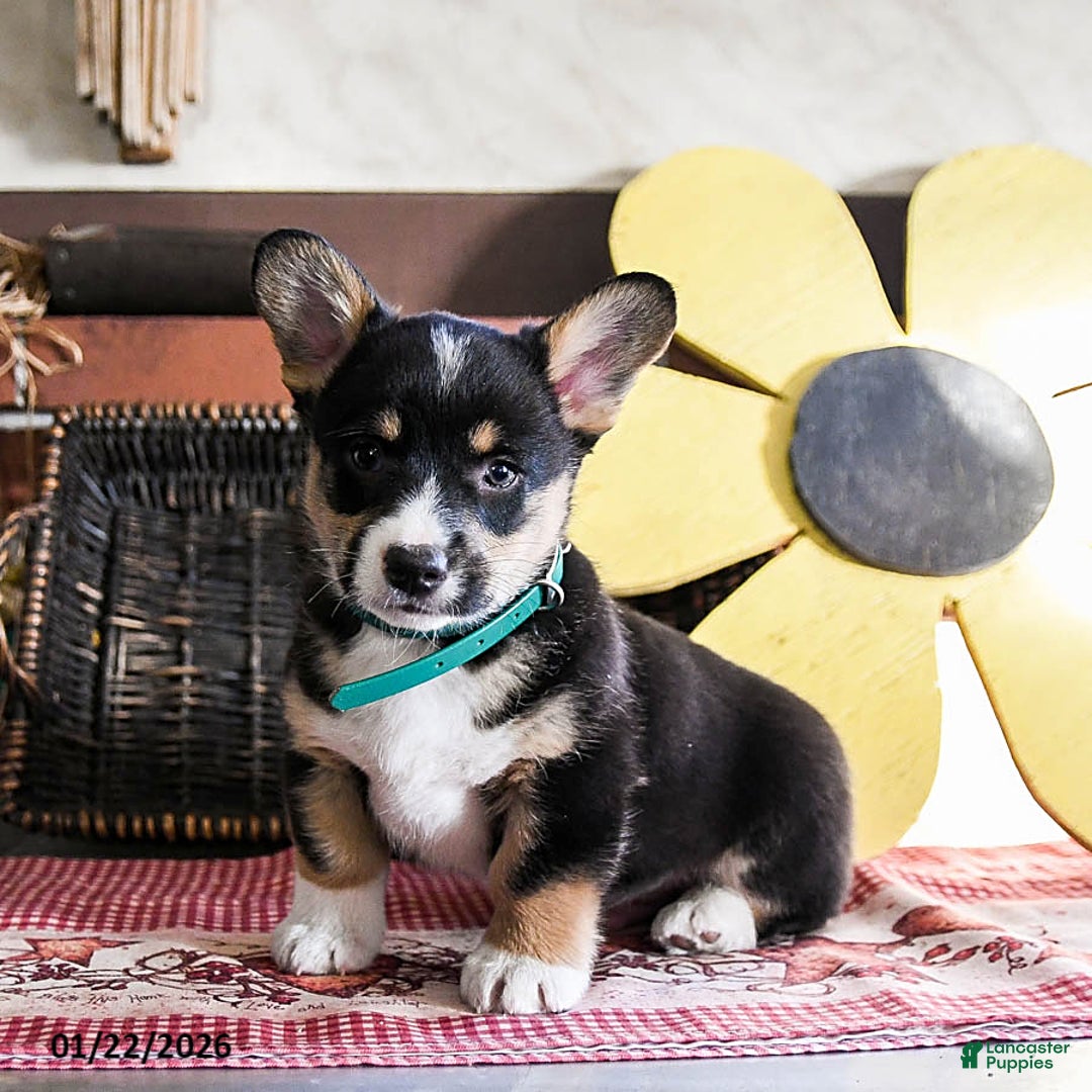 Welsh Corgi Pembroke dogs for sale: Dodger - Ad 3