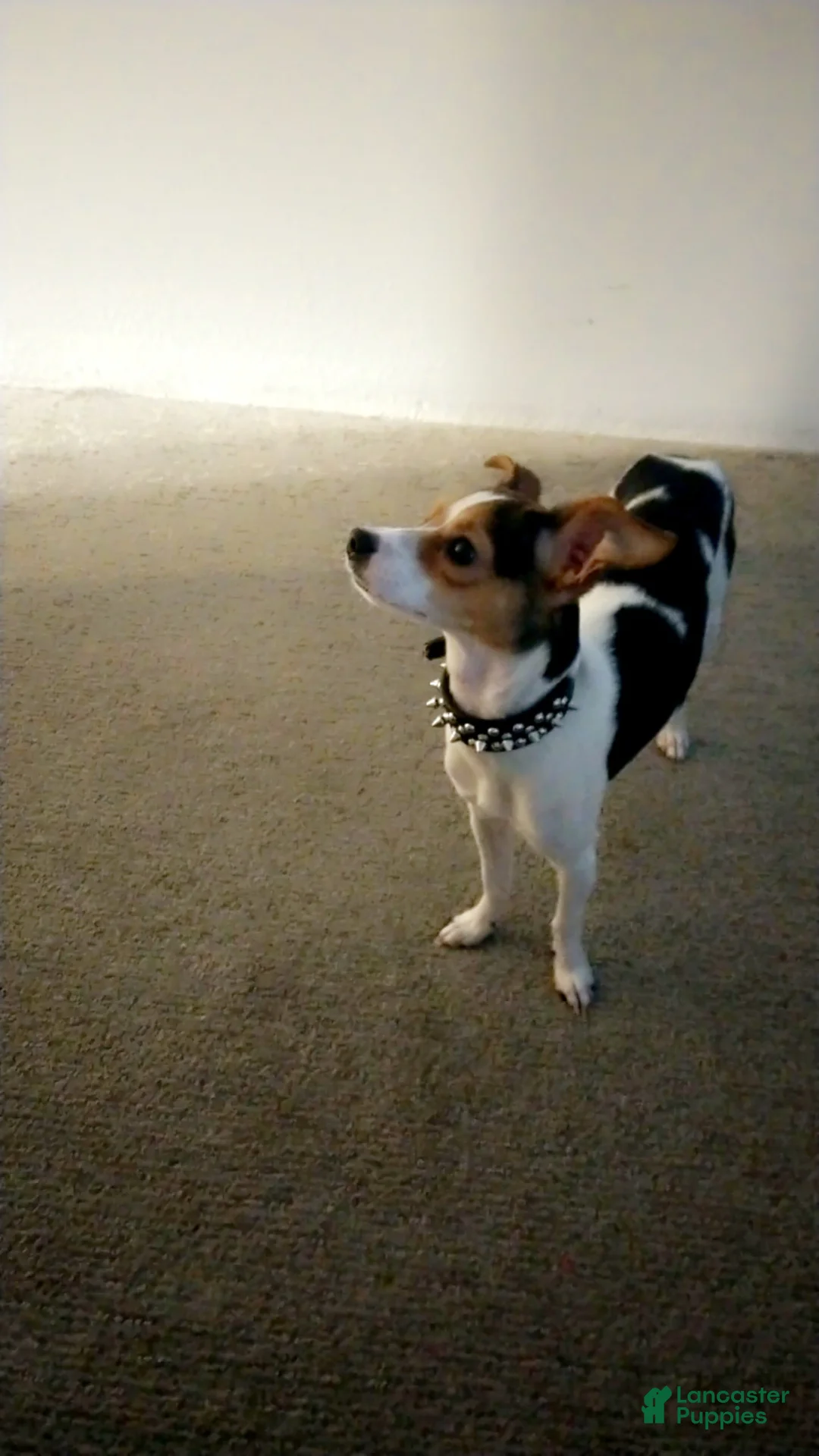 Mixed Breed dogs for sale: Poppy - Ad 2