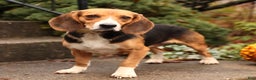 Beagle dogs for sale: Zoe - Ad 6