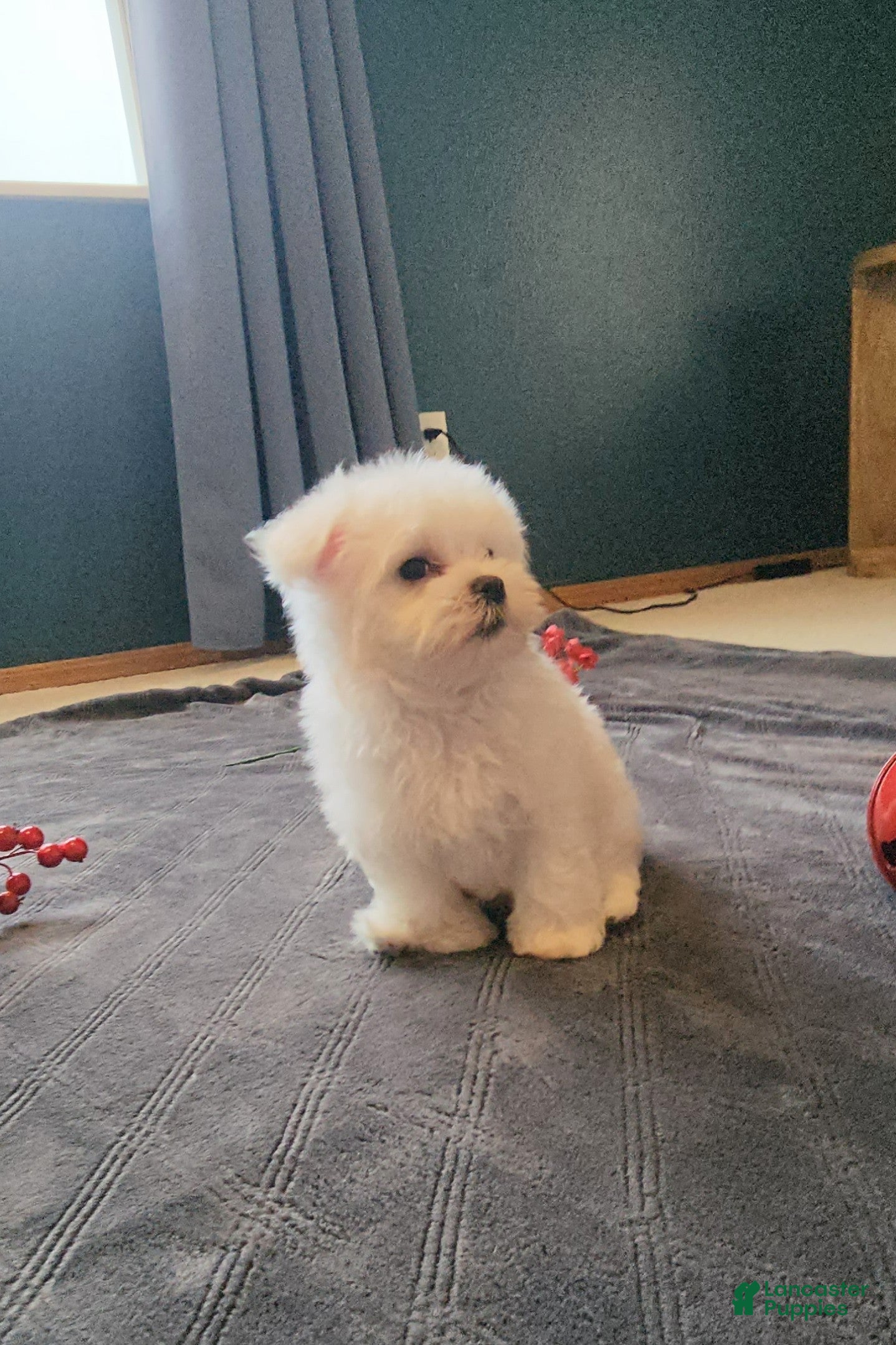 Maltese dogs Prince- Small boy, 5 lb adult  - Ad 1