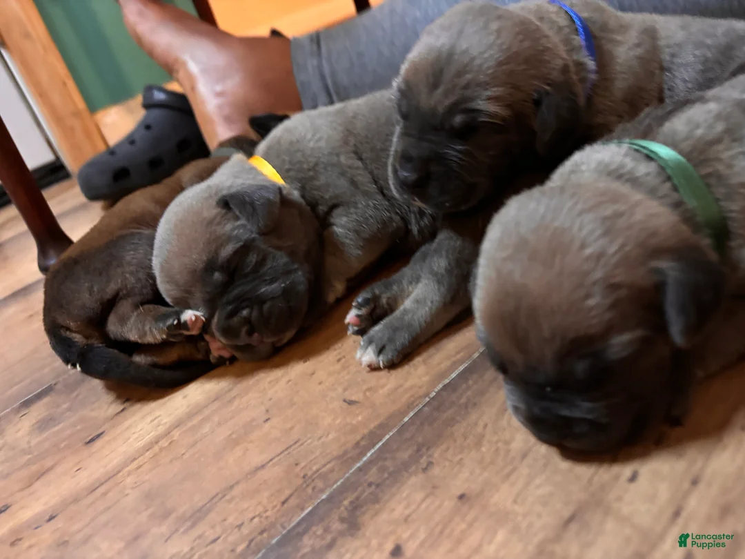 Cane Corso dogs for sale: Ash-Yellow Collar - Ad 1