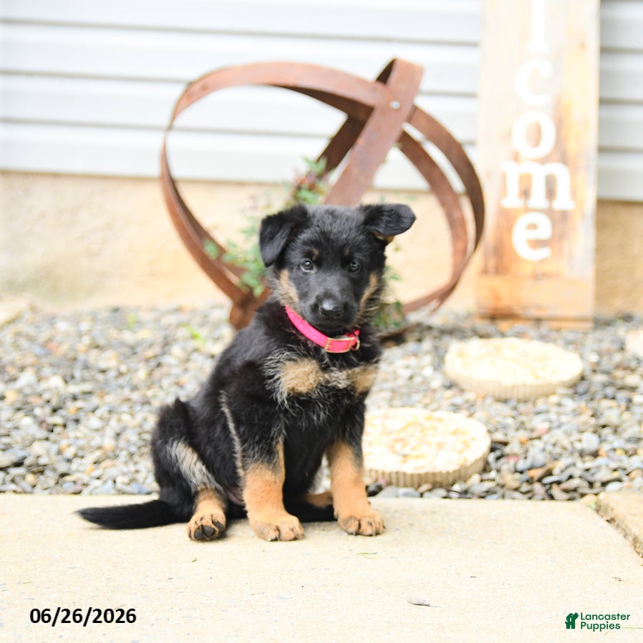 German Shepherd dogs Luna  - Ad 2