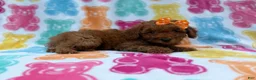Cavapoo dogs for sale: Ansley - Ad 4