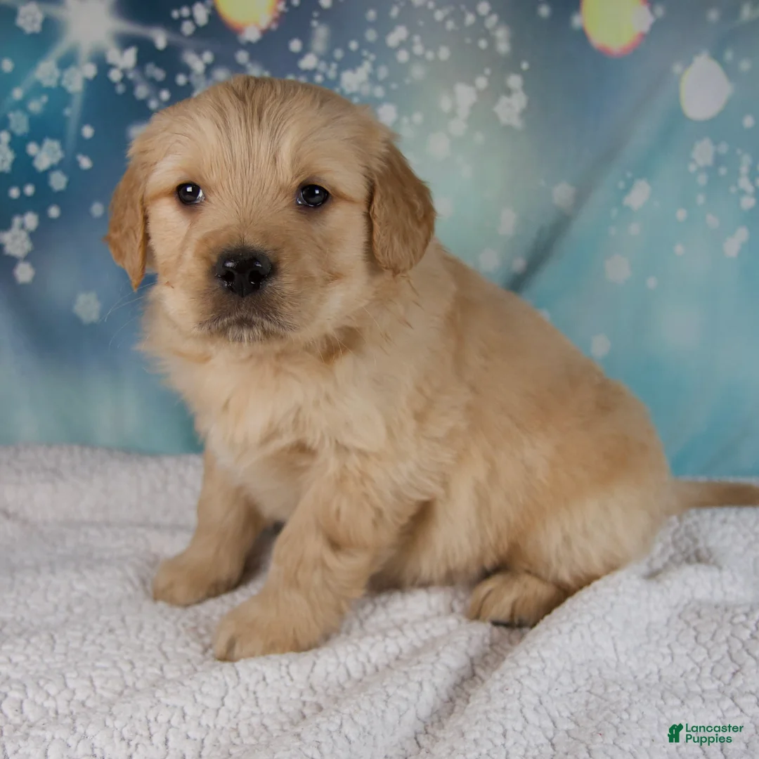 Golden Retriever dogs for sale: Elliot - Ad 5