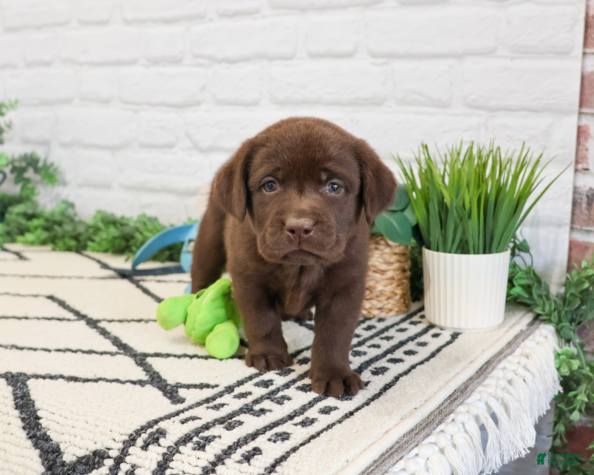 Labrador Retriever dogs Timon  - Ad 21