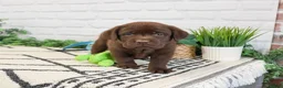 Labrador Retriever dogs for sale: Timon  - Ad 1