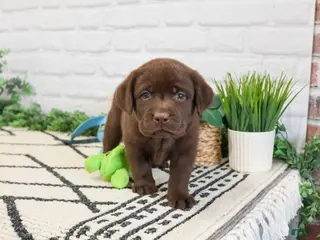 Labrador Retriever dogs Timon - Ad 41
