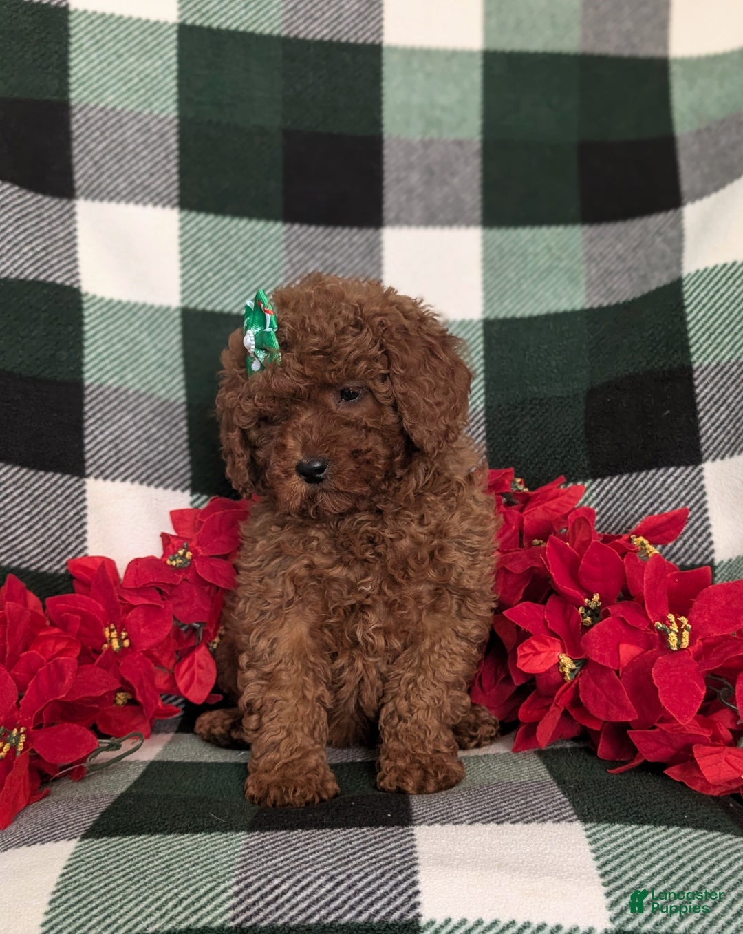 Miniature Poodle dogs for sale: Chanelle Ready for Christmas - Ad 3