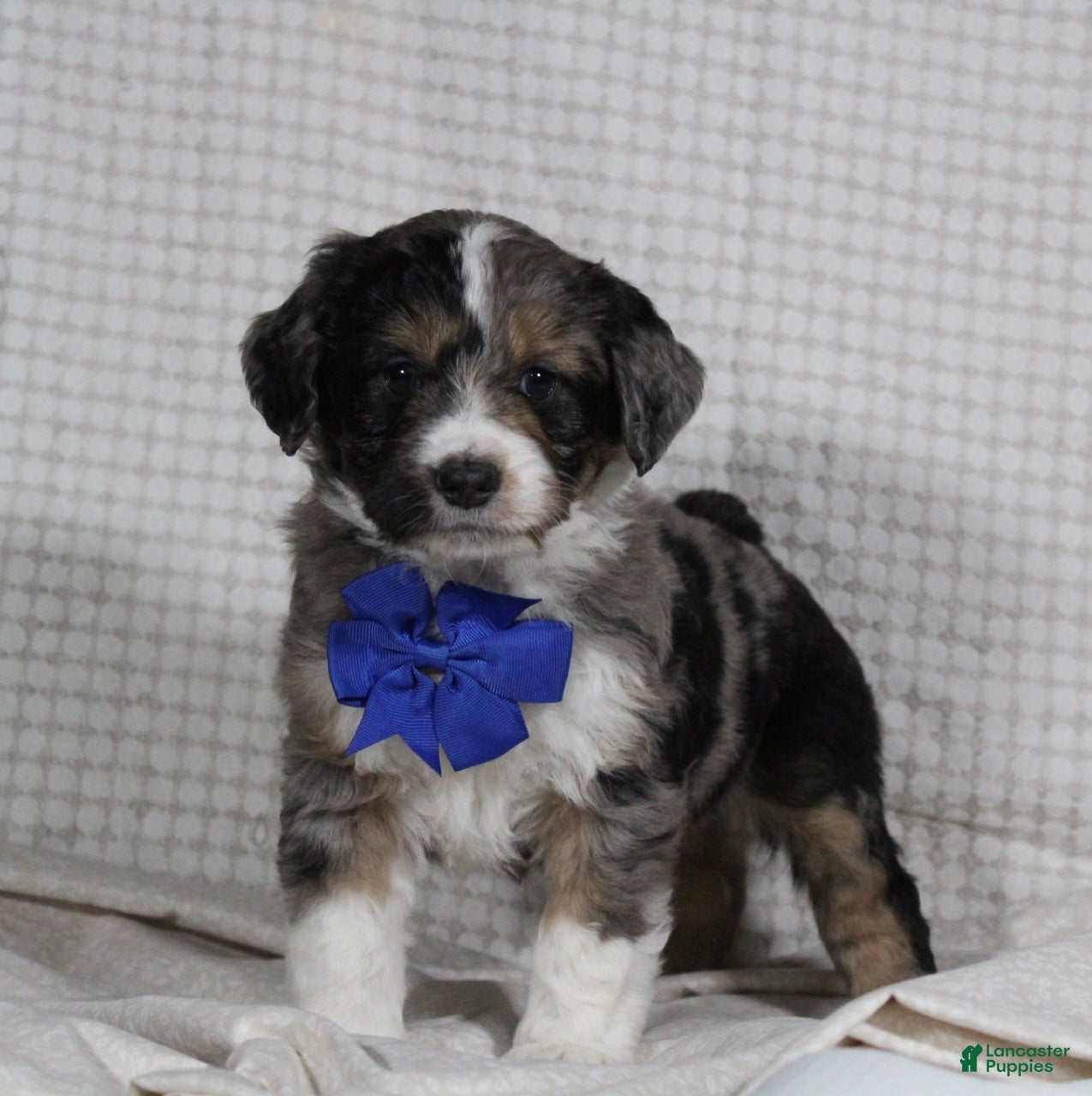 Mini Aussiedoodle dogs Cooper - Ad 19