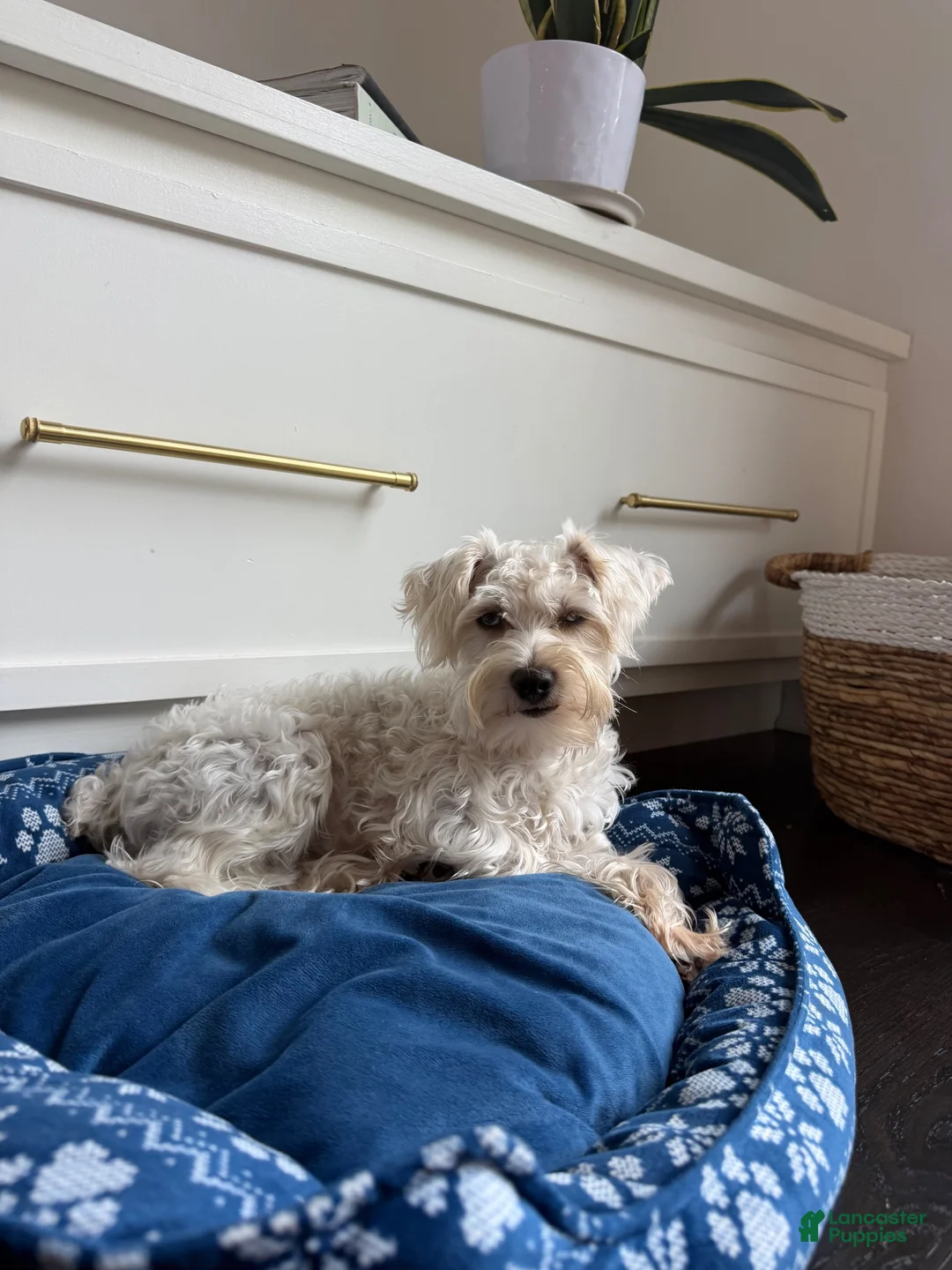 Miniature Schnauzer dogs for stud: Eddy  - Ad 2