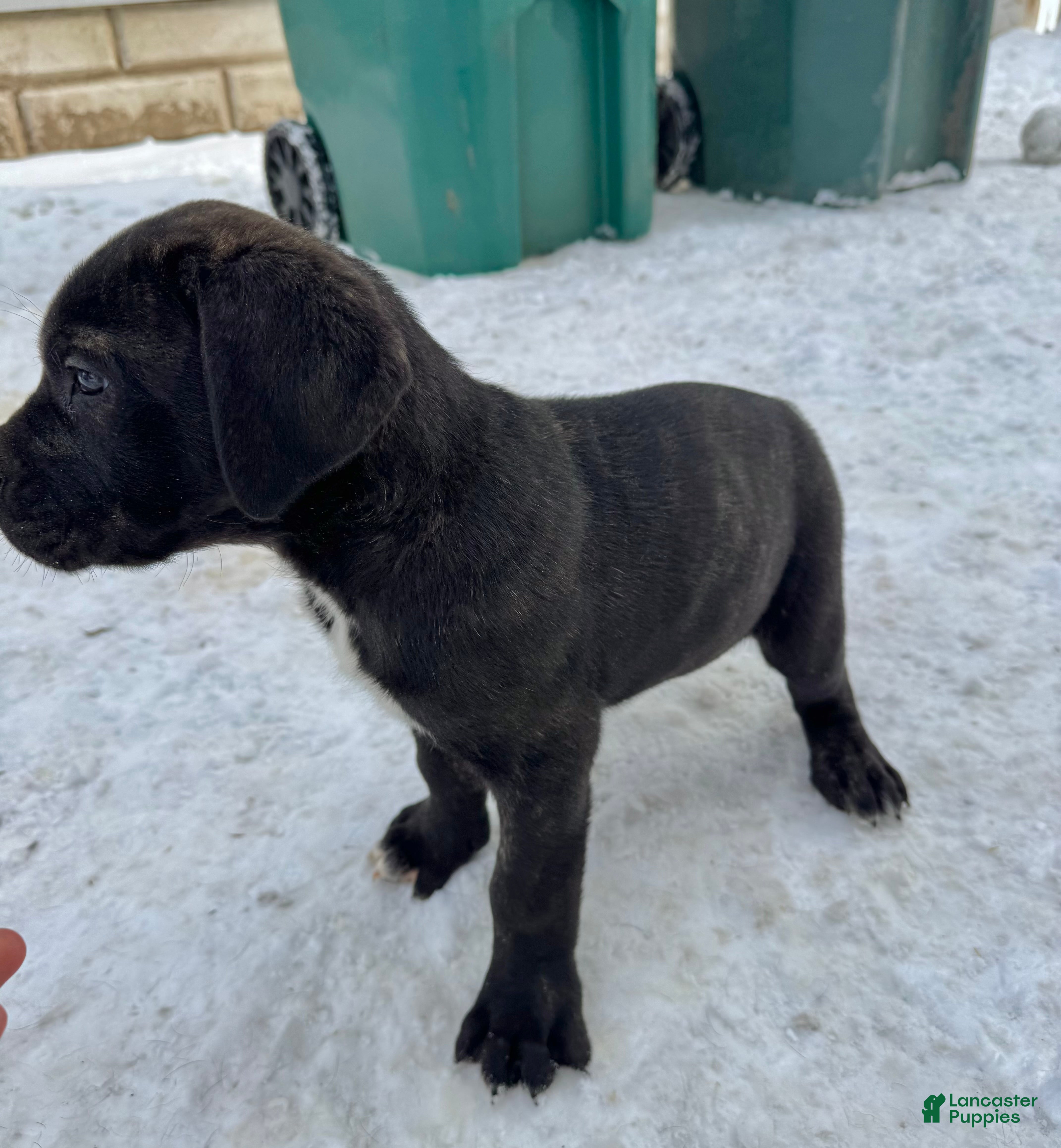 Cane Corso dogs Zuko - Ad 2