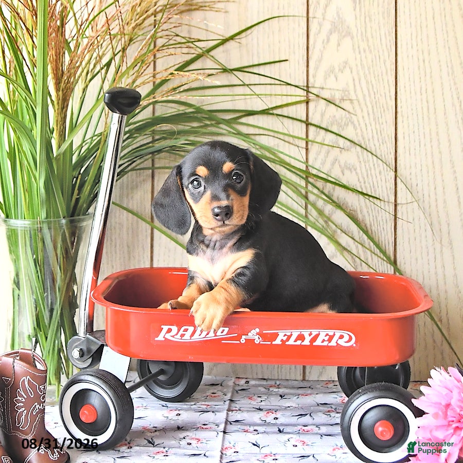 Miniature Dachshund dogs Molly - Ad 2