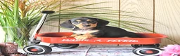 Miniature Dachshund dogs for sale: Molly - Ad 2