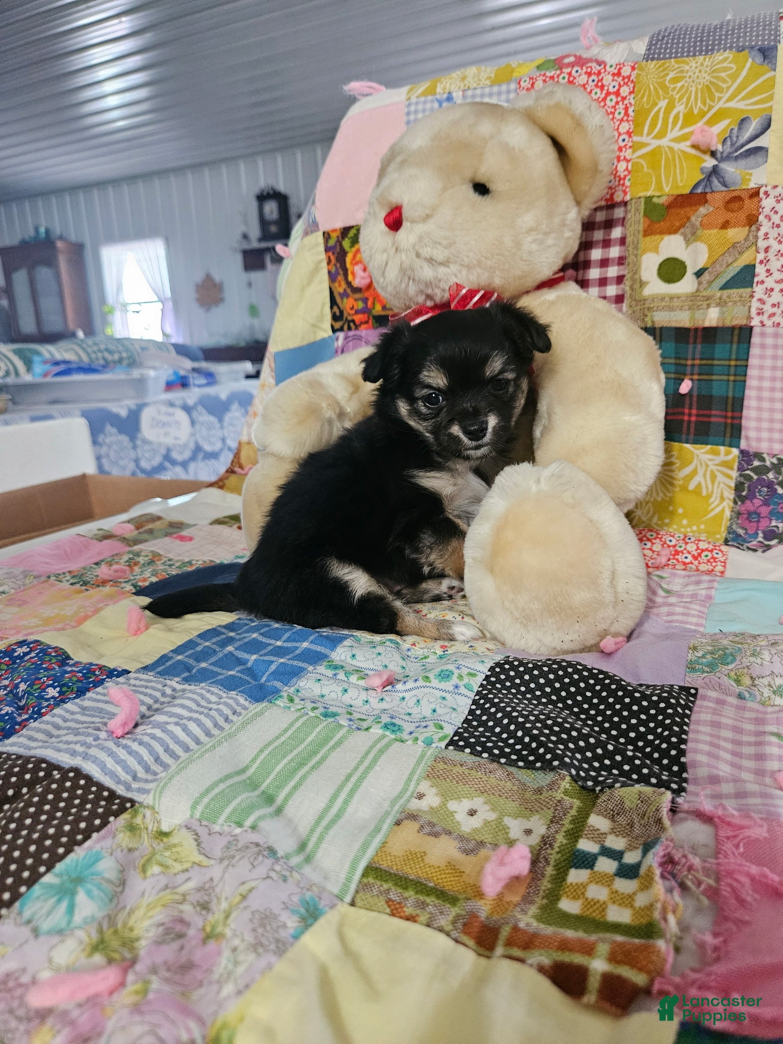 Chihuahua dogs Mini teddy - Ad 1