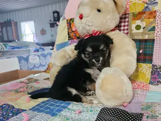 Chihuahua dogs for sale: Mini teddy - Ad 4