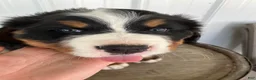 Bernese Mountain Dog dogs for sale: Green collar- Scruffy - Ad 6