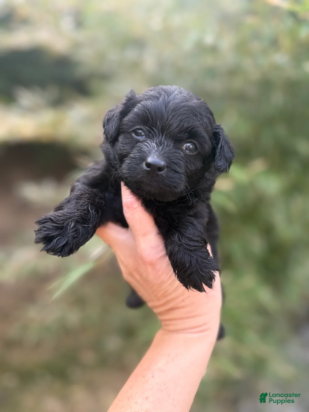 Pomapoo dogs for sale: Tyla - Ad 1