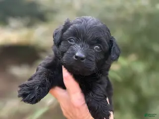 Pomapoo dogs Tyla - Ad 14