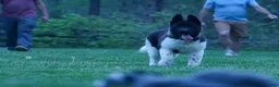 Akita dogs for sale: Olive - Ad 11