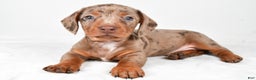 Miniature Dachshund dogs for sale: Finley - Ad 3