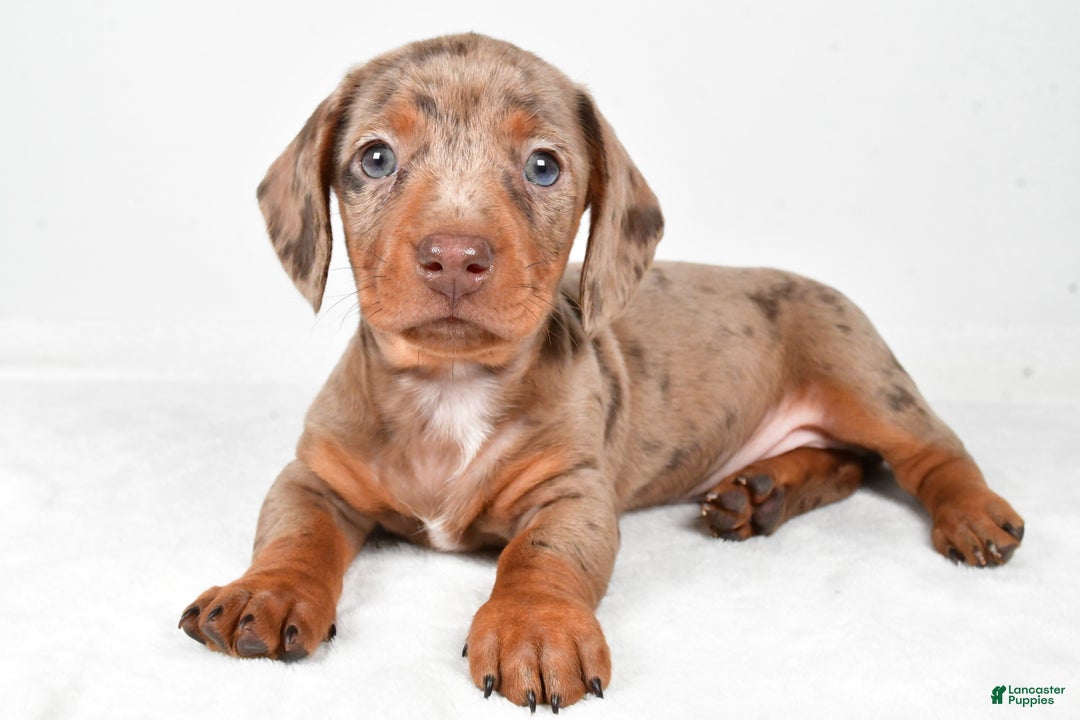 Miniature Dachshund dogs for sale: Finley - Ad 3