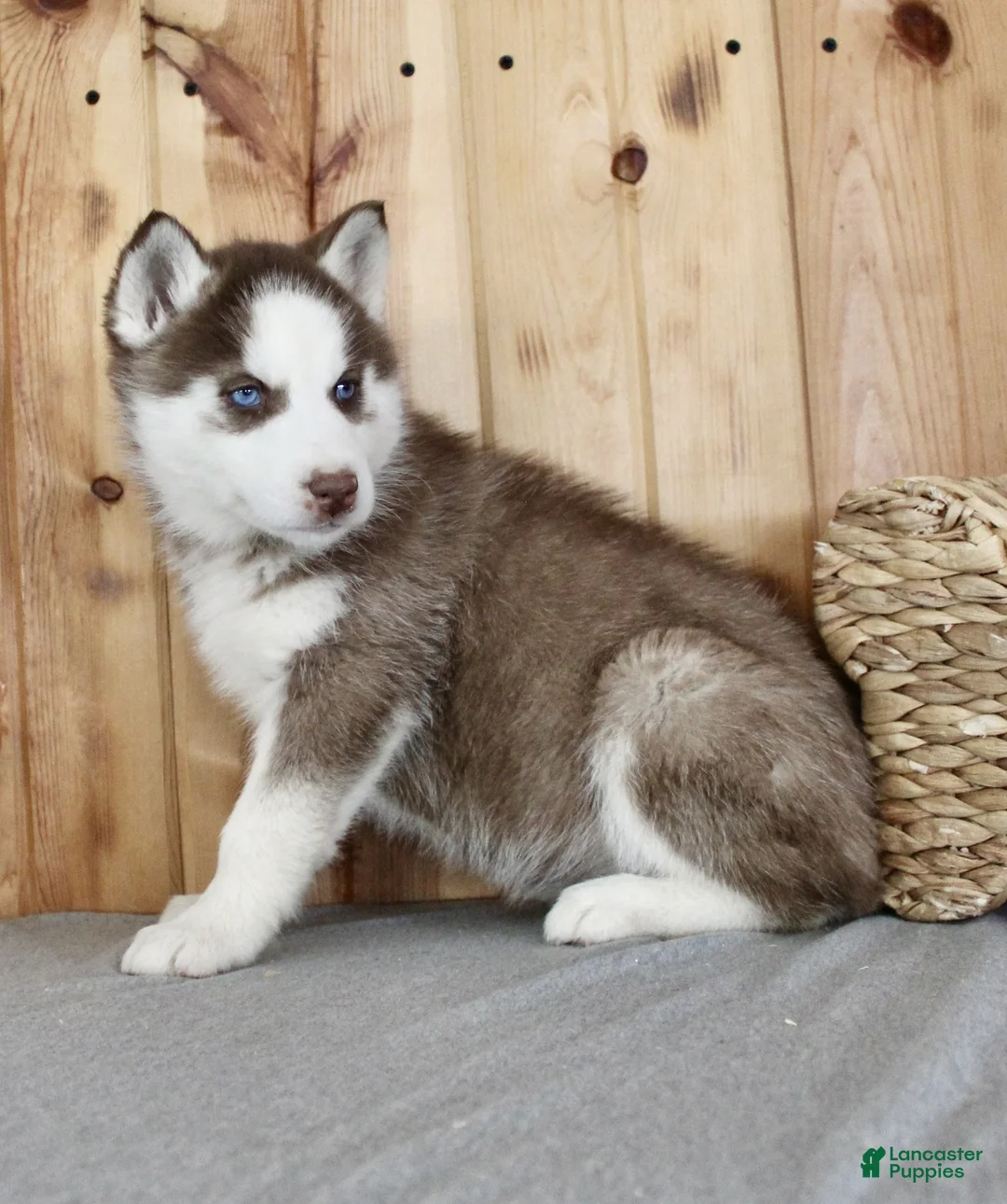Siberian Husky dogs for sale: Nova - Ad 3