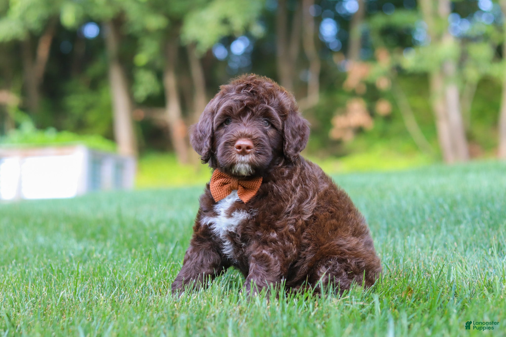 Portuguese Water Dog dogs Dax - Ad 2