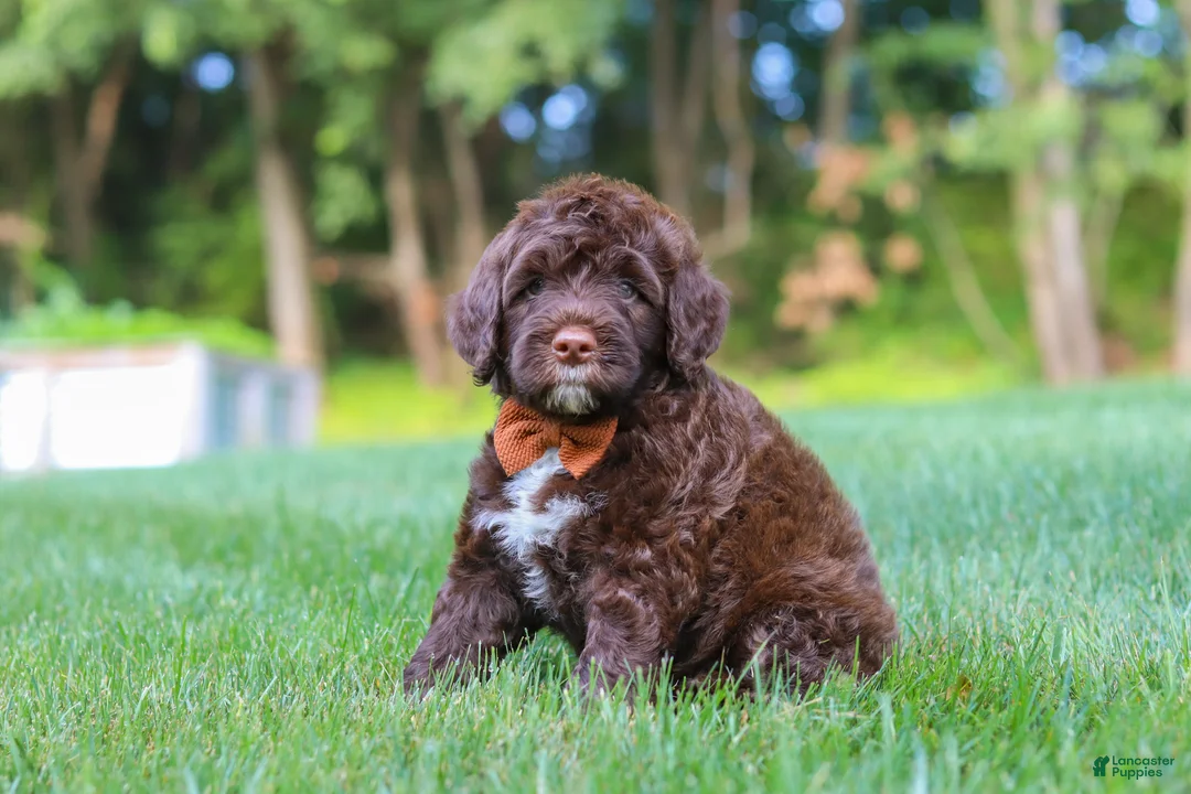 Portuguese Water Dog dogs for sale: Dax - Ad 2