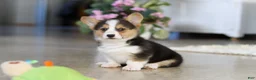 Welsh Corgi Pembroke dogs for sale: Princess - Ad 10