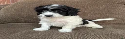 Havapoo dogs for sale: 1 Tony - Ad 6