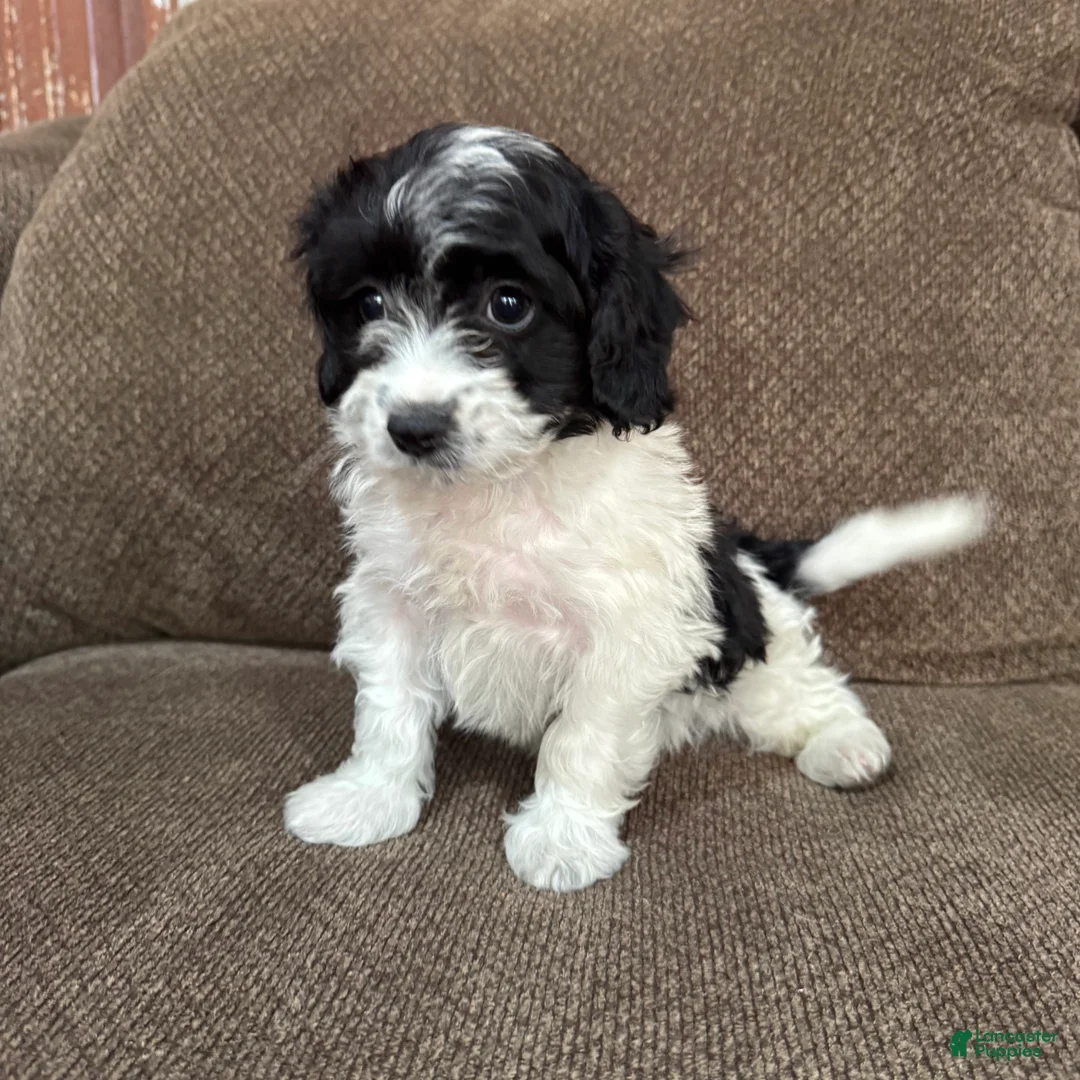 Havapoo dogs for sale: 1 Tony - Ad 6
