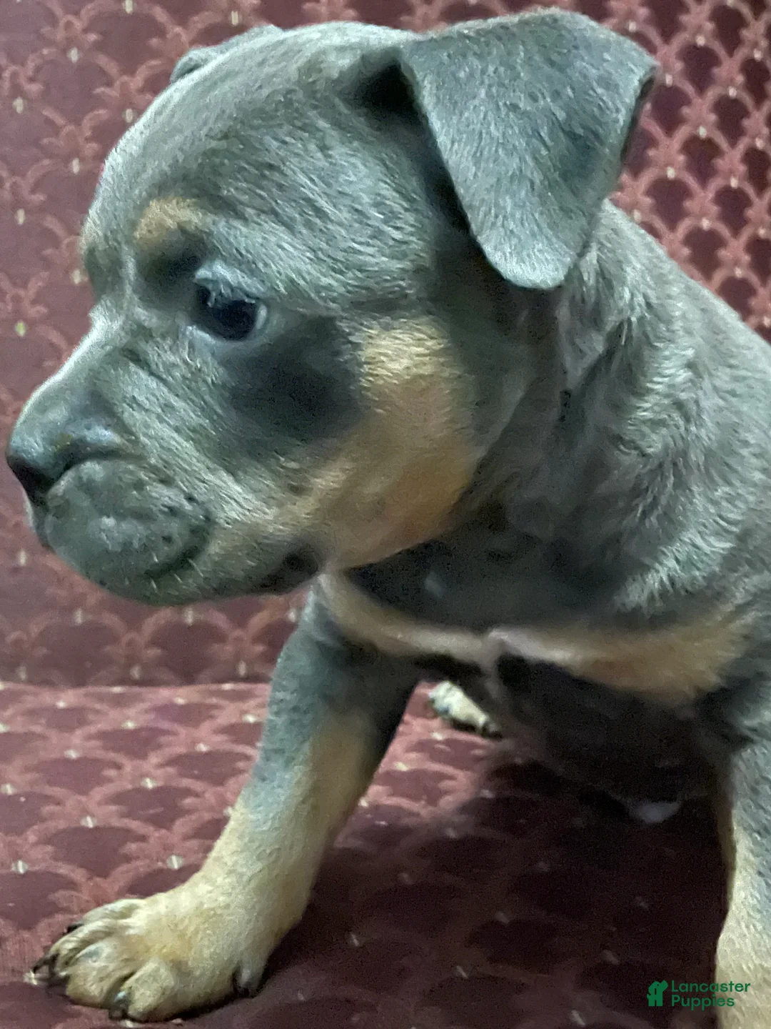 American Bully dogs for sale: American Bully Puppy 4 - Ad 4