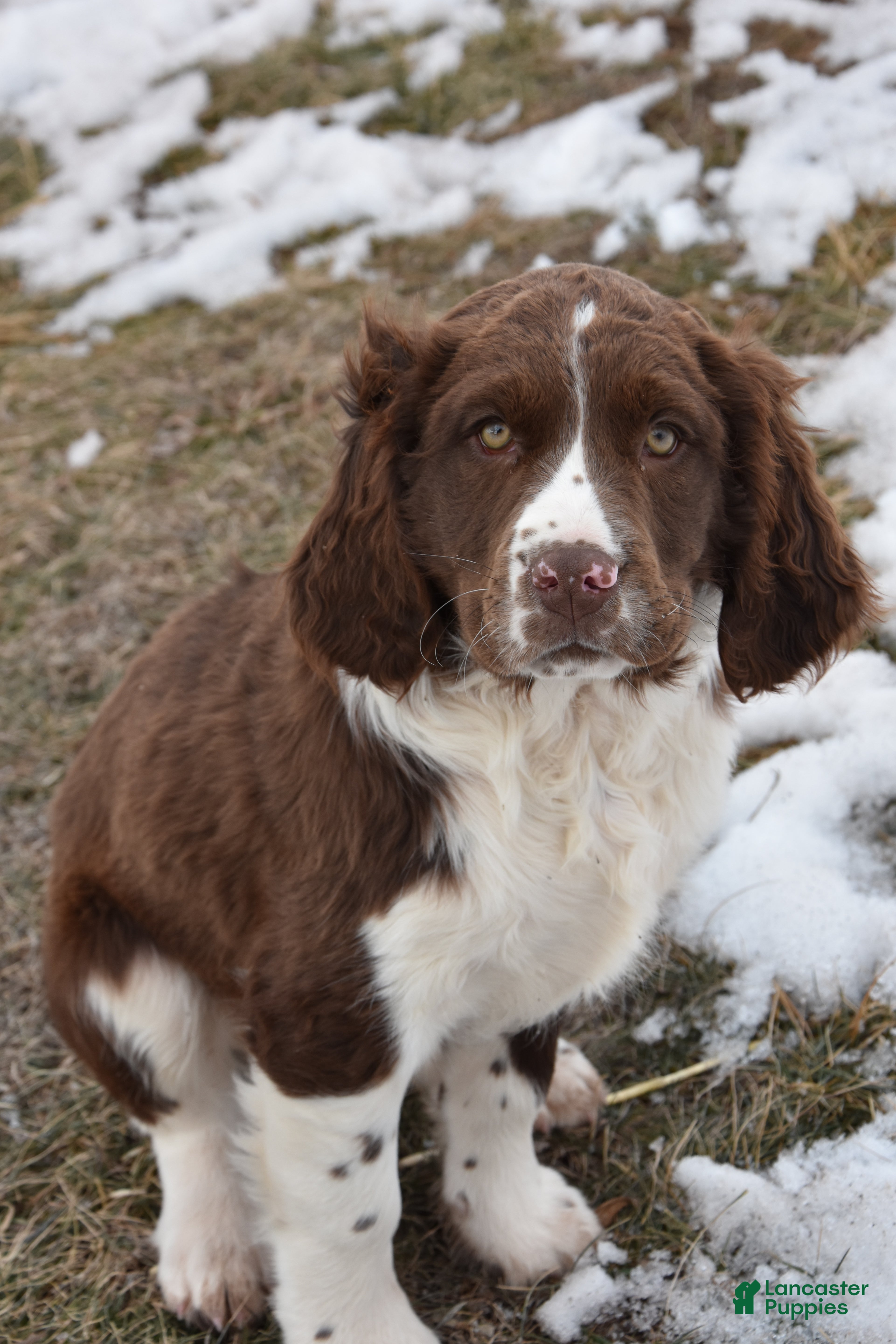 English Springer Spaniel dogs Max - Ad 1