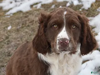 English Springer Spaniel dogs Max - Ad 1