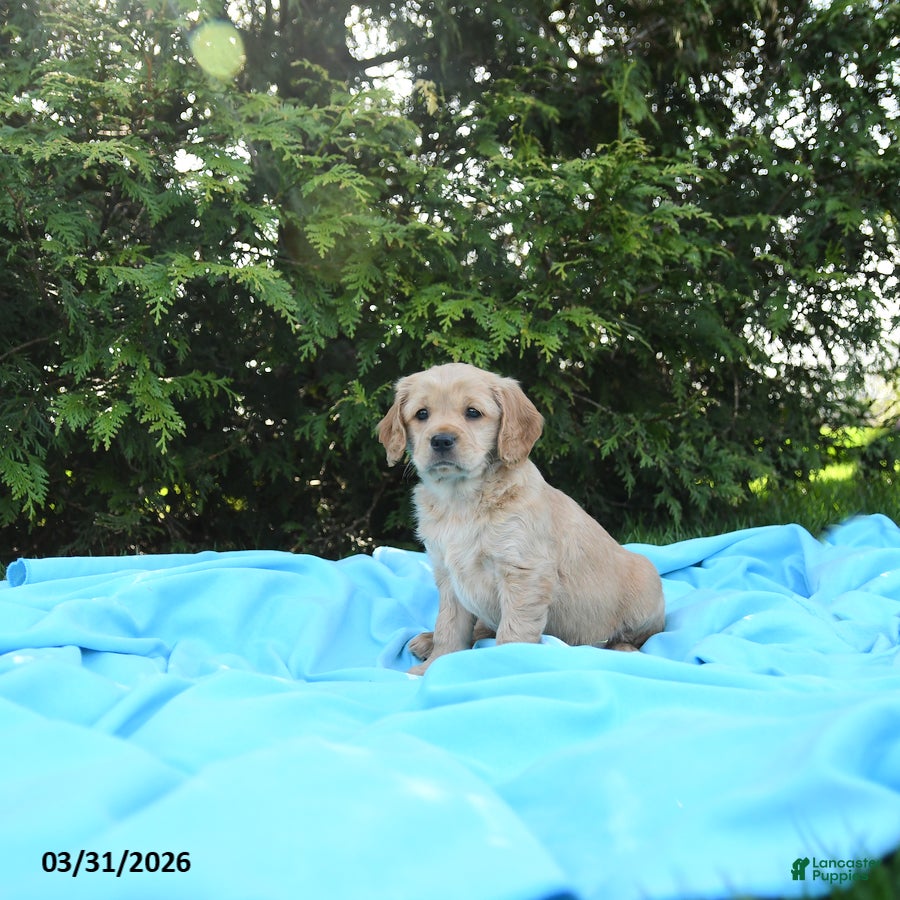 Miniature Golden Retriever dogs Lydia - Ad 1