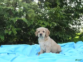 Miniature Golden Retriever dogs for sale: Lydia - Ad 3