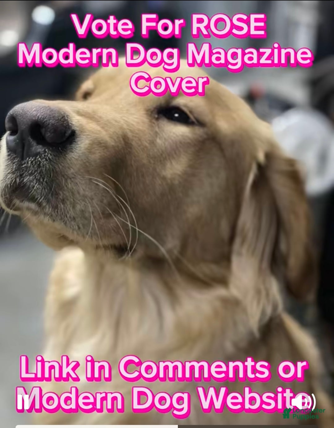 Golden Retriever dogs for sale: Golden Retriever Dark Pink Girl - Ad 58