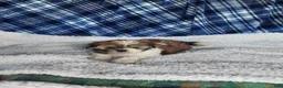 Shih Tzu dogs for sale: MOLLY - Ad 9
